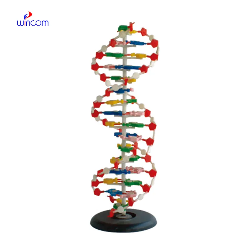 DNA MODEL 1 PART LM2032
