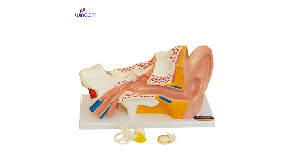 медицинские трехмерные модели