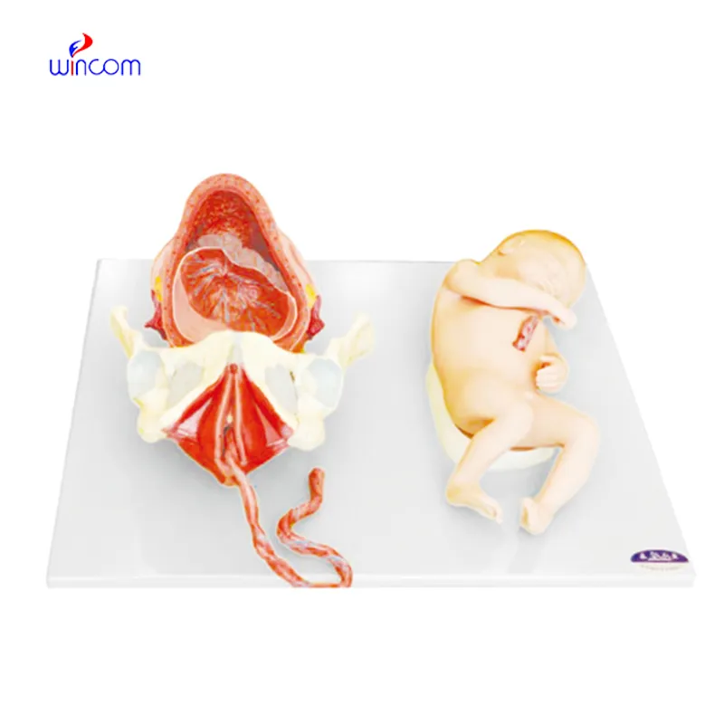 DEMONSTRATION MODEL OF CHILDBIRTH LM2064